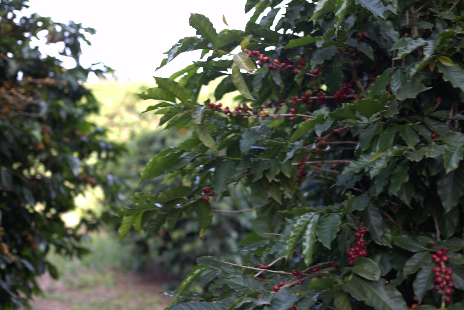 Lavoura de café em perspectiva no Sul de Minas