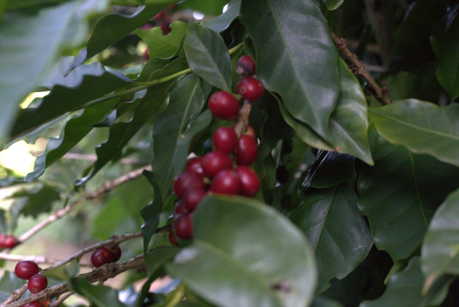 Cerejas de café maduras no ponto de colheita